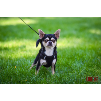 hover image