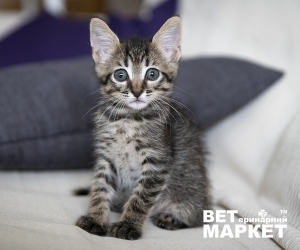Чим годувати кошеня?
