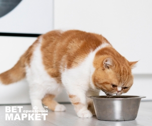 Корми класу холістик для котів та собак